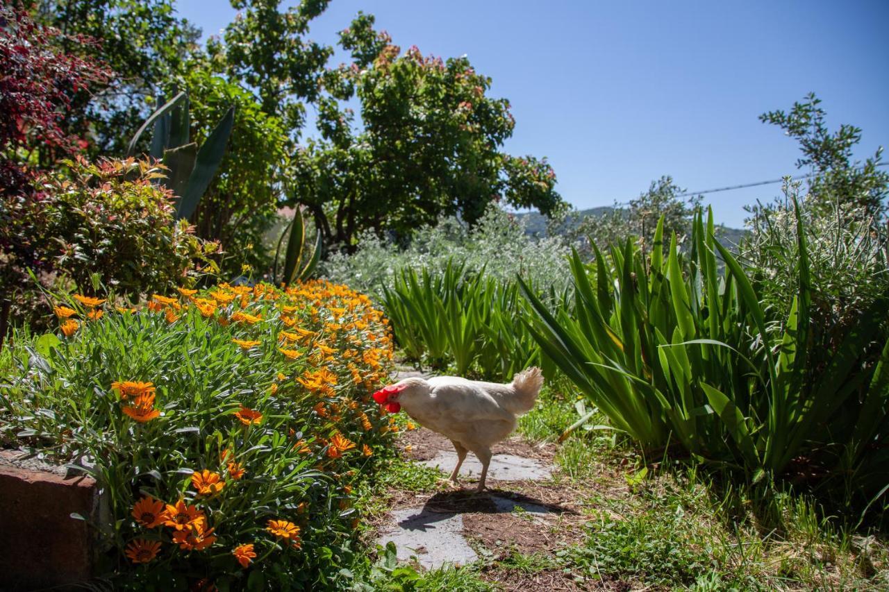 Pietrantica - Affittacamere Con Giardino Nuova Apertura A Trebiano -Citr Экстерьер фото